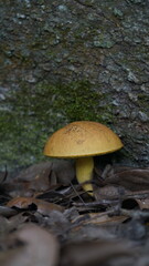 mushroom