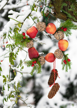 Homemade wreath with red apples, tallow balls and rose hip berries hanging in the snowy winter garden. Feeding the birds in winter. Help people to animals. 