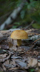 mushroom