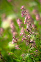 草むらの雑草の花が咲く20200506