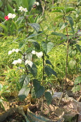 Bleeding-heart vine flower plant on farm