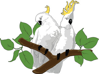 Two sulfur crested cockatoos, a pair, sitting on a branch with leaves