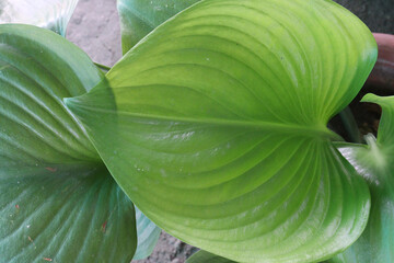 Water Arum leaf plant on farm