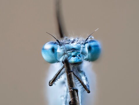 Common blue damselfly (Enallagma cyathigerum), portrai, well camouflaged on the stem of the rush the damselfly has spent the night, the dragonfly is still partly wetted by the morning dew, North