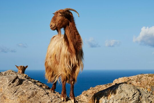 Goat and head of a goatling, sea, clouds, west coast, Sfinari, Chania province, Crete, Greece, Europe