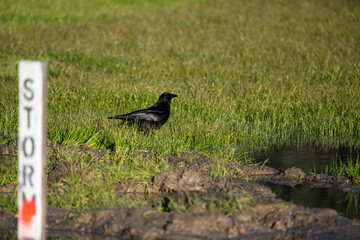Crow in a field of freshly planted grass on a new construction site with a Sewar location sign in the foreground
