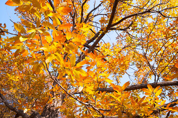 Close up of Red Leaves in Autumn