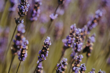Lavender field on San Juan Island in Washington