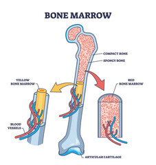 Bone marrow anatomy for red blood cells production outline diagram. Labeled educational scheme with skeleton structure, vessels, compact and spongy bone location vector illustration. Medical model.