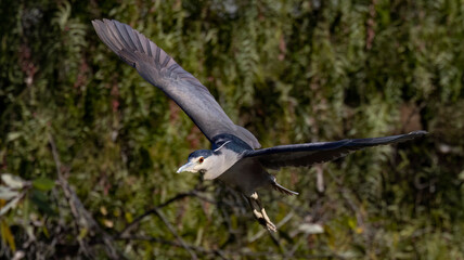 A Night Heron in Flight