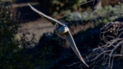A Night Heron in Flight