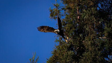 An American Bald Eagle taking flight.
