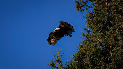 An American Bald Eagle taking flight.