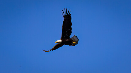 An American Bald Eagle taking flight.