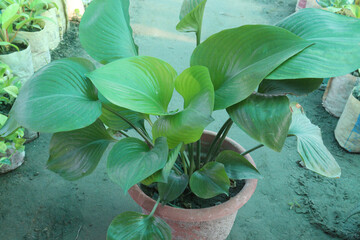 Water Arum leaf plant on farm