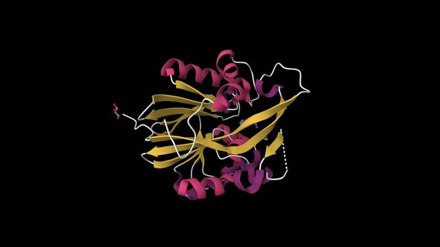 Crystal structure of quorum-quenching N-acyl homoserine lactone lactonase with the substrate bound. Animated 3D cartoon and Gaussian surface models, PDB 2br6, secondary structure color scheme