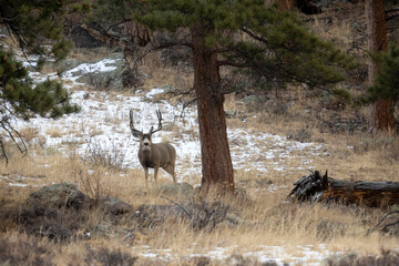 Colorado