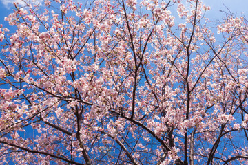 Obraz premium 大漁桜 