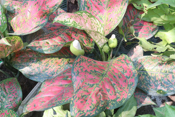 aglaonema Unyamanee ornamental plant on farm