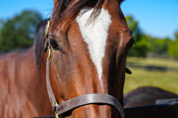 Close up of beautiful head of brown horse