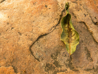 Dirty dry leaves  on the yellow stone