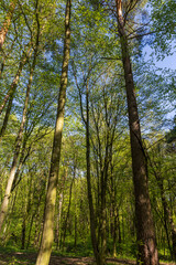 young foliage on deciduous trees in the forest in the spring season