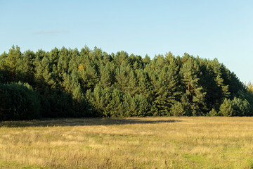 Fototapeta premium Autumn nature with trees during the fall of colorful foliage