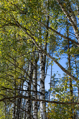 Birch grove with tall birch trees in autumn