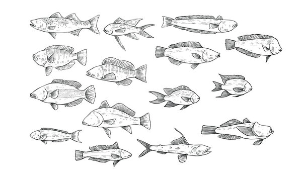 fish handdrawn collection