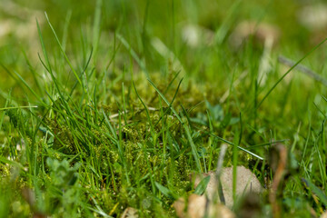 green grass in the spring season in the park