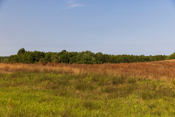Fototapeta premium drying yellow grass illuminated by sunlight