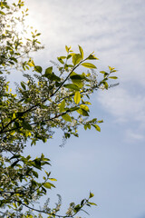 a flowering cherry tree in the spring season, a spring park