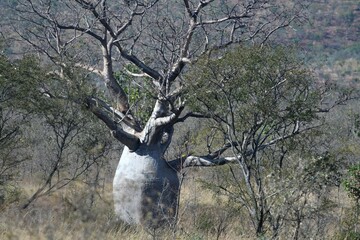 A large baobab tree in the Kimberley Region, Western Australia. The large width of its trunk dwarfs...