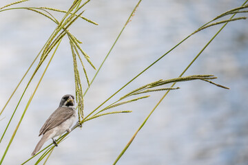 Bird Sporophila caerulescens, also called 