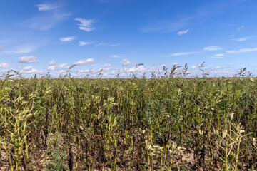 a field with bean plants food production