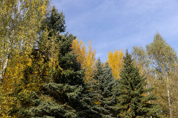 birch tree foliage during autumn leaf fall