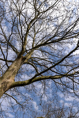 a tall sycamore tree with branches without foliage