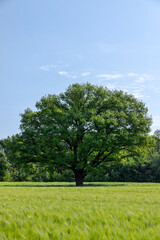 Fototapeta na wymiar old oak with green foliage in summer