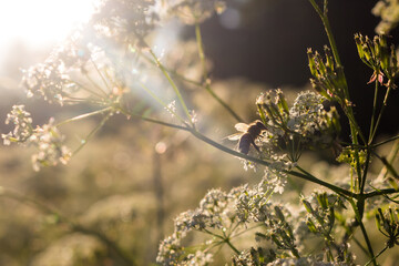 Floral soft background with vegetation that is pollinated by a bee