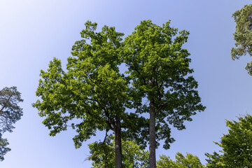 Trees in a mixed forest in summer