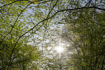 deciduous trees in a mixed forest in the spring season