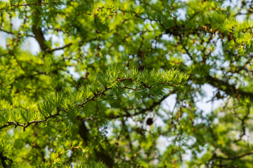 soft green needles on larch in spring, close-up