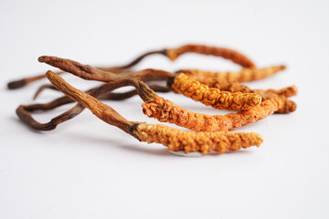 Cordyceps sinensis or Ophiocordyceps sinensis isolated on white background, mushroom herb treatment medicine.