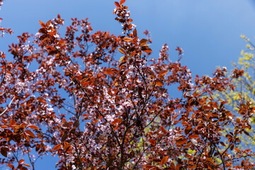 blooming cherry tree with red foliage in the spring season