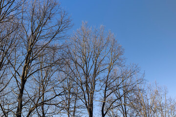 leafless trees in early spring in sunny weather