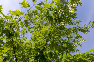 beautiful oak tree foliage with green foliage