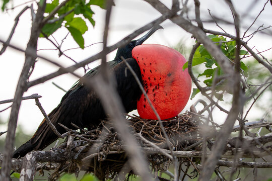 A male frigatebird (Frigata Magnificens) with his inflated guar sac. Gal&aacute;pagos Islands.