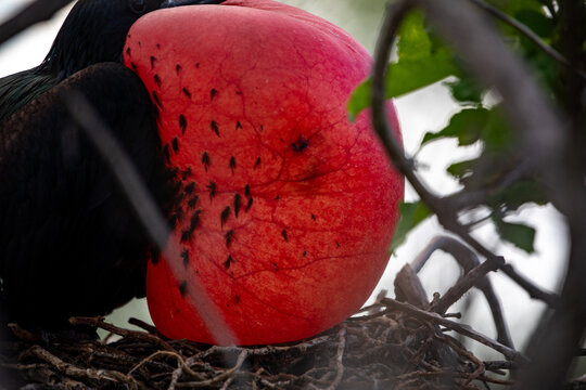 A male frigatebird (Frigata Magnificens) with his inflated guar sac. Gal&aacute;pagos Islands.