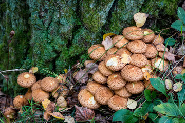 Yellow shaggy scalycap mushrooms growing in the autumn forest in October, Pholiota