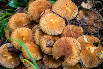 Yellow shaggy scalycap mushrooms growing in the autumn forest in October, Pholiota